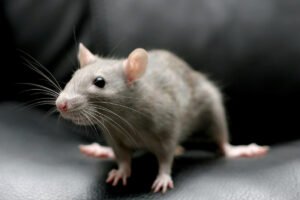 الفأر الرمادي في المنام
