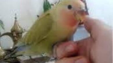 IMG ٢٠٢١١٢٠٧ ١٨٢٠١٥