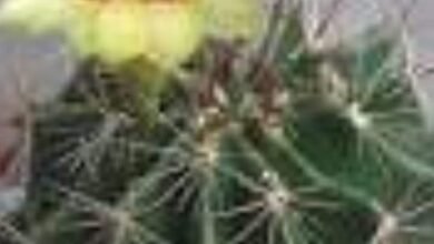 IMG ٢٠٢١١٢١٧ ١٤١٤٢٨